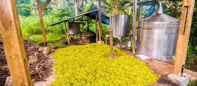 Distillerie artisanale d'ylang-ylang